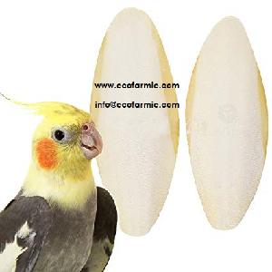 Cuttlefish Bones/ Dried cuttlefish bone/ Cuttle fish bone