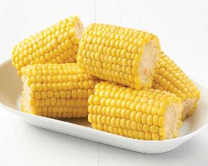 supply BRC certified IQF frozen sweet corn kernels cob cut whole good quality hot sale