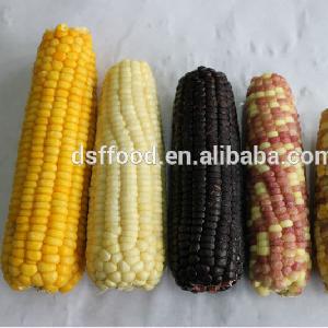 supply BRC certified new crop IQF frozen sweet corn cob cut kernels high quality hot sale