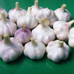 DSF China Best Fresh Natural Garlic Price - New crop Hot sales