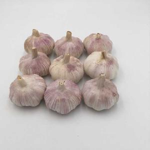 fresh normal white garlic,purple garlic price in china-hot sales