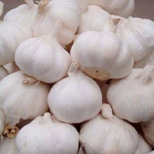 New  Crop   Garlic  Chinese fresh  garlic  price
