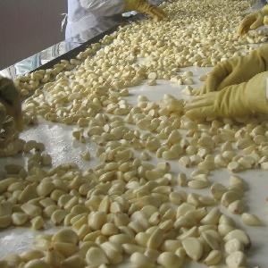 chinese peeled garlic/garlic clove low price