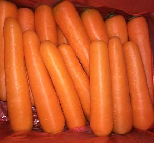 new crop fresh carrot 10kg carton packing