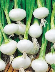 china  onion  plenty supplying all  kinds  of  onion  yellow  Onion s red  onion s small  onion 