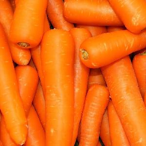 new  fresh carrot