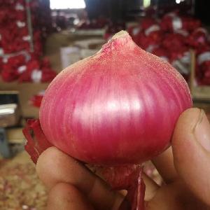 5.0-8.0 cm Yellow and Red  Onions