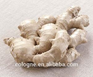 Fresh ginger in mesh bag / Bulk high quality fresh ginger export dubai by lowest price