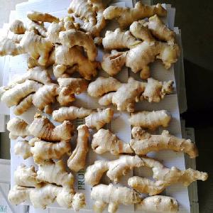 Hot Sell air dry ginger good price