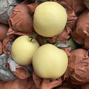 Fresh New Season Golden Pear/Crown Pear