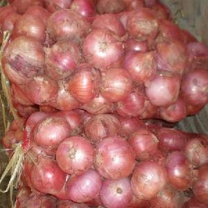 New Crop 2019 Fresh Onion/Onions Price Ton