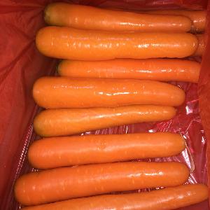new harvest fresh carrot good price supplier from shandong