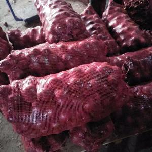  new   crop  onion red onion