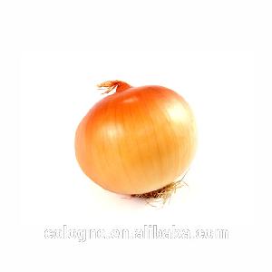 Farm Lowest Price Fresh Red Onion and Yellow Onion 25kg