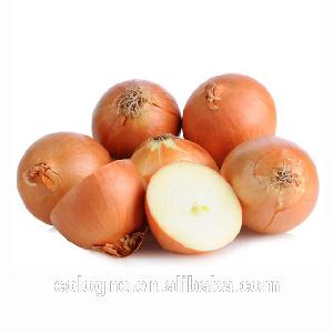 Red Onions /Indian Onions/Onions