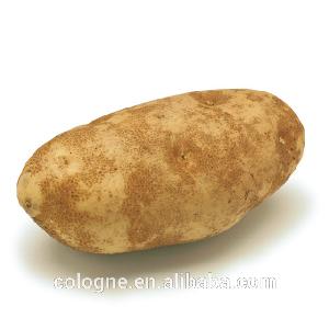 fresh  Holland  potato fresh potato export