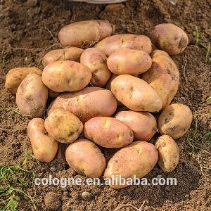 Fresh  Holland   potato   price 