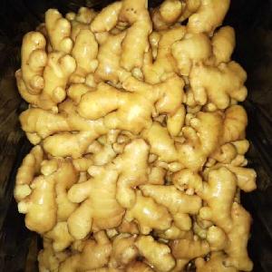 new crop Chinese fresh ginger with carton packing
