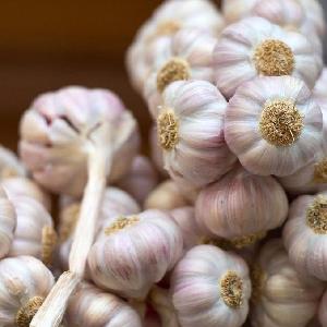 Fresh normal white garlic price in china