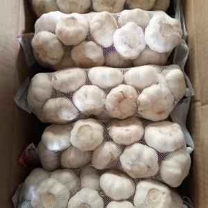 Fresh garlic / garlic factory in china / garlic supplier