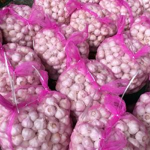 fresh  pure   white   garlic  for  mesh   bag 