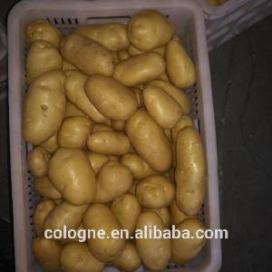 Fresh Potatoes Holland Type