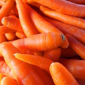 Exporting Standard Quality Carrot