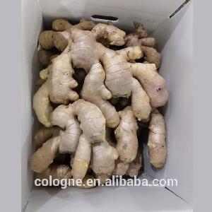 China Fresh Ginger / Dry Ginger good price