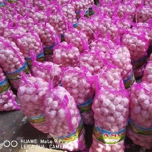 frozen green  garlic   price 