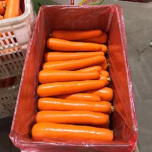 Big  Size  New Crop Fresh Carrot in 10kg  Carton 