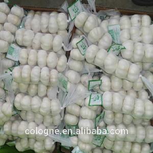 2019 garlic buyer in dubai fresh garlic specification
