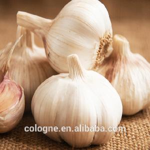 2019 Chinese fresh elephant garlic price for garlic importer