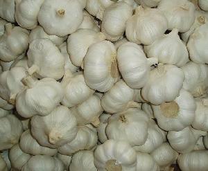 fresh garlic with high quality ,factory price