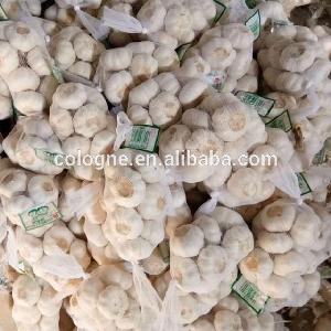 new crop Jin xiang fresh garlic in 10kg mesh bag cheap price