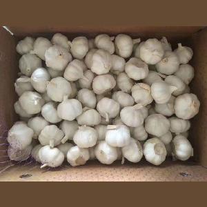 2019  High Quality Fresh Normal White Galic/ Purple Garlic Red Garlic