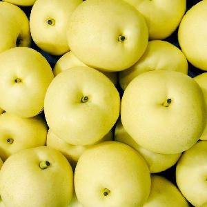 2019 fresh pear fruit ya pear on sale shandong pear price