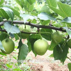 Supply 2019 Chinese fresh fruit golden Crown pear and apple