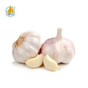 Garlic Supplier China White Style ordinary white garlic Organic Fresh Natural Garlic