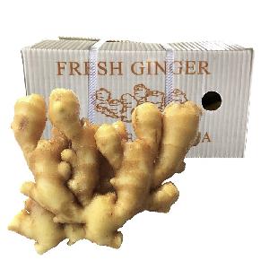 2018 new crop yellow ginger pvc box