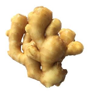 New crop best quality supplier of fresh Yellow fat  ginger on sales
