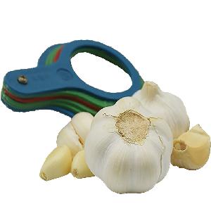 New crop excellent fresh white garlic from coldroom