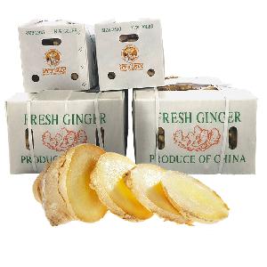 Mature fresh Air  dry chinese specification Ginger Export to USA market  price