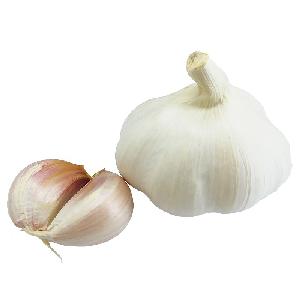 Chinese Elephant Pure White Fresh Garlic Wholesale Price