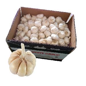 New Crop Fresh Chinese Elephant White Garlic 10KG Mesh Bag