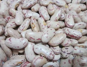 Dry pinto  bean s or light speckled  kidney   bean s long  shape  or  round  ship