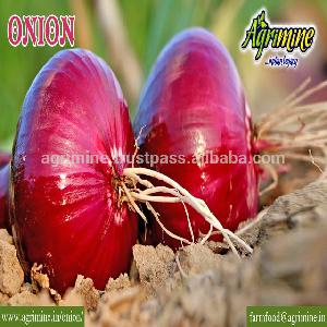 WINTER CROP INDIAN RED ONION
