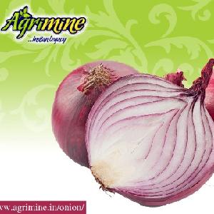 indian export quality fresh onion