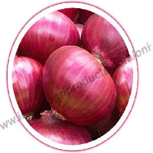  Bulk  seller of  Red   Onion 