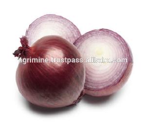 Round Red big onion from india