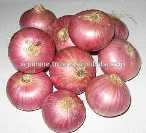 Wholesale price of Red big onion